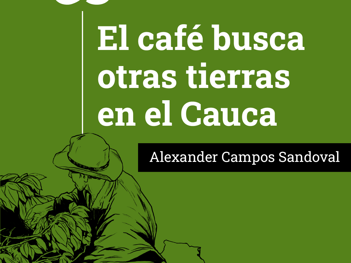 el cafe busca otras tierras en el cauca