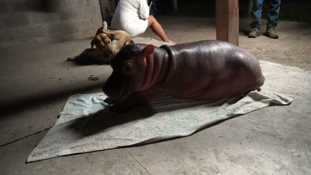 El hipopótamo bebé convive con los perros como si perteneciera a la misma especie. Foto: Diana María Pachón.