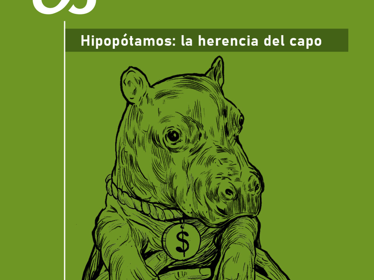 como es el negocio de la venta de crias de hipopotamos en colombia portada hipopotamos primera entrega