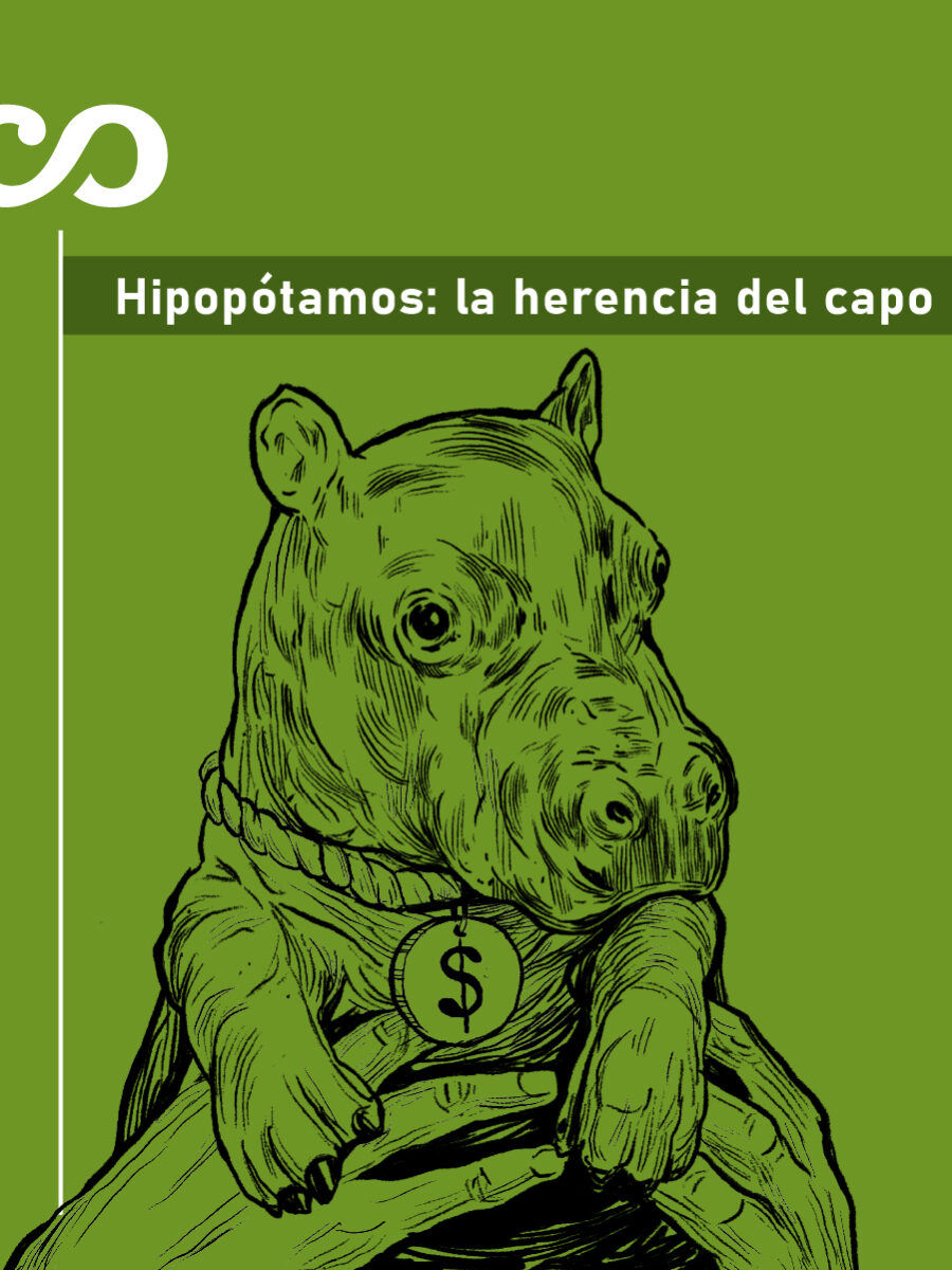 ¿Cómo es el negocio de la venta de crías de hipopótamos en Colombia?
