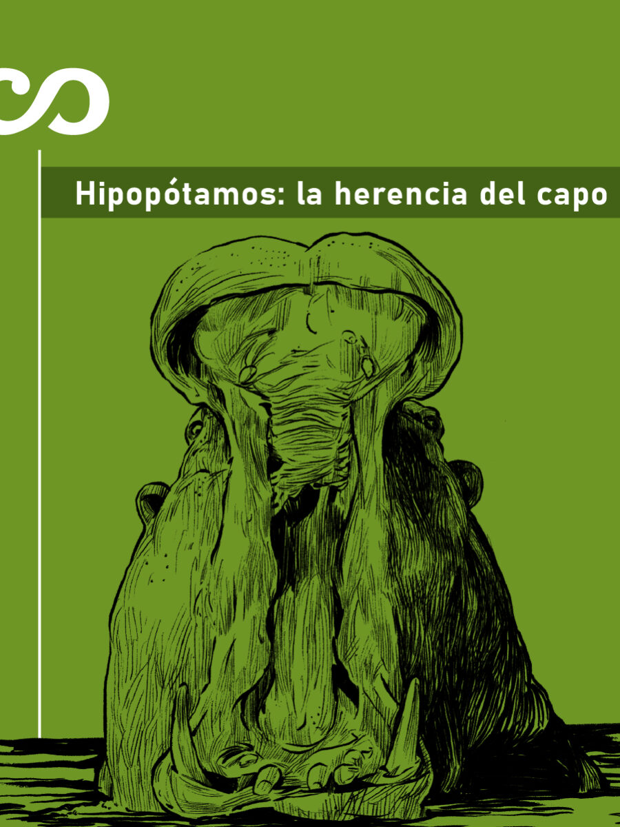 ¿Hace falta un muerto para solucionar la invasión de hipopótamos?