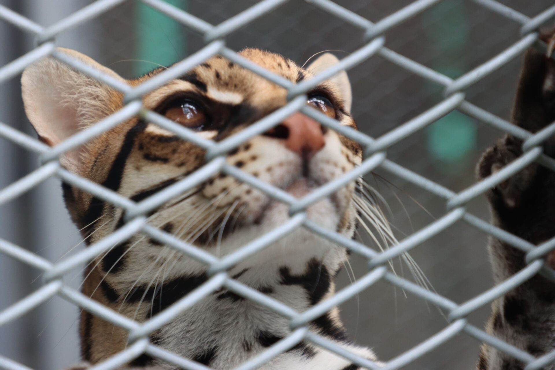 Barto observa a un humano parado frente a su jaula con sus ojos color caramelo. Su futuro es incierto, al igual que el de los demás ocelotes que terminan siendo vendidos como mascotas. 