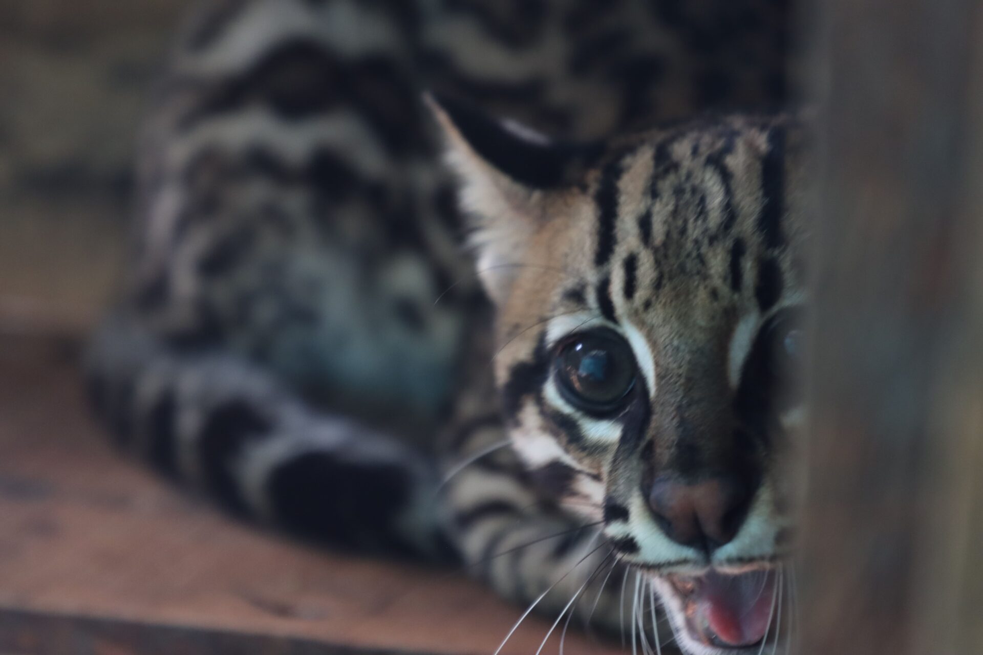 Un joven ocelote víctima del tráfico de especies gruñe al ver a un periodista asomándose al cajón de madera donde descansa en el hogar de paso del Dagma, en Cali. Foto: Santiago Wills