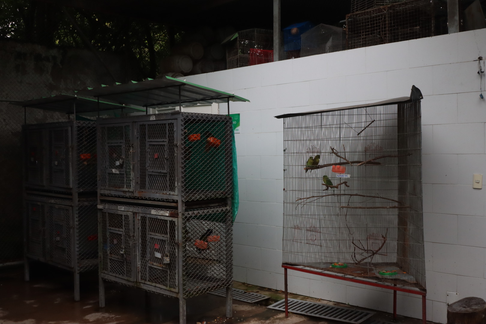 Jaulas de periquitos en el hogar de paso del DAGMA. El personal debe encontrar espacio para alojar a las centenares de aves, reptiles y mamíferos que llegan cada mes. Foto: Santiago Wills