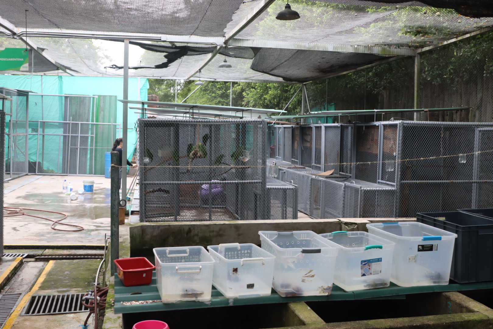 Contenedores plásticos, piscinas de concreto y jaulas alojan tortugas, aves y felinos decomisados en Cali. Barto, Ernesto y Gato viven en las jaulas que se ven frente a las de las loras. Foto: Santiago Wills