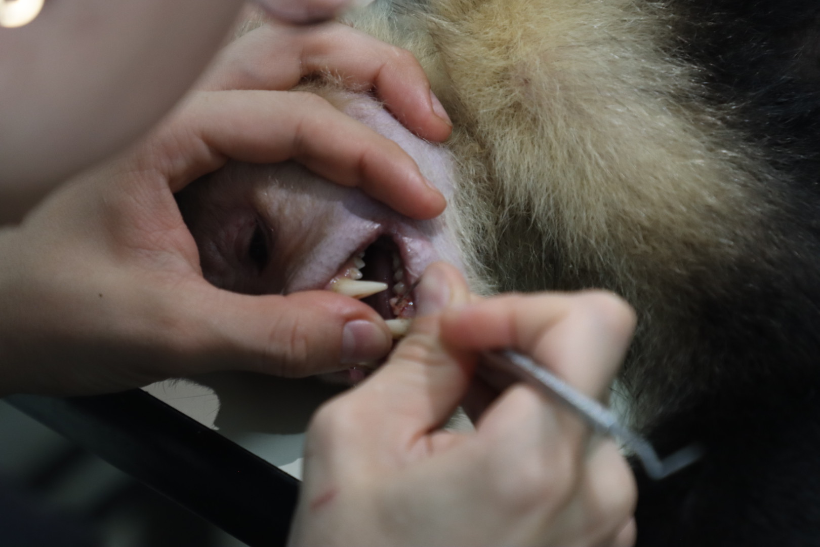 Una veterinaria limpia los dientes de un mono capuchino sedado en el quirófano del hogar de paso del DAGMA. Foto: Santiago Wills