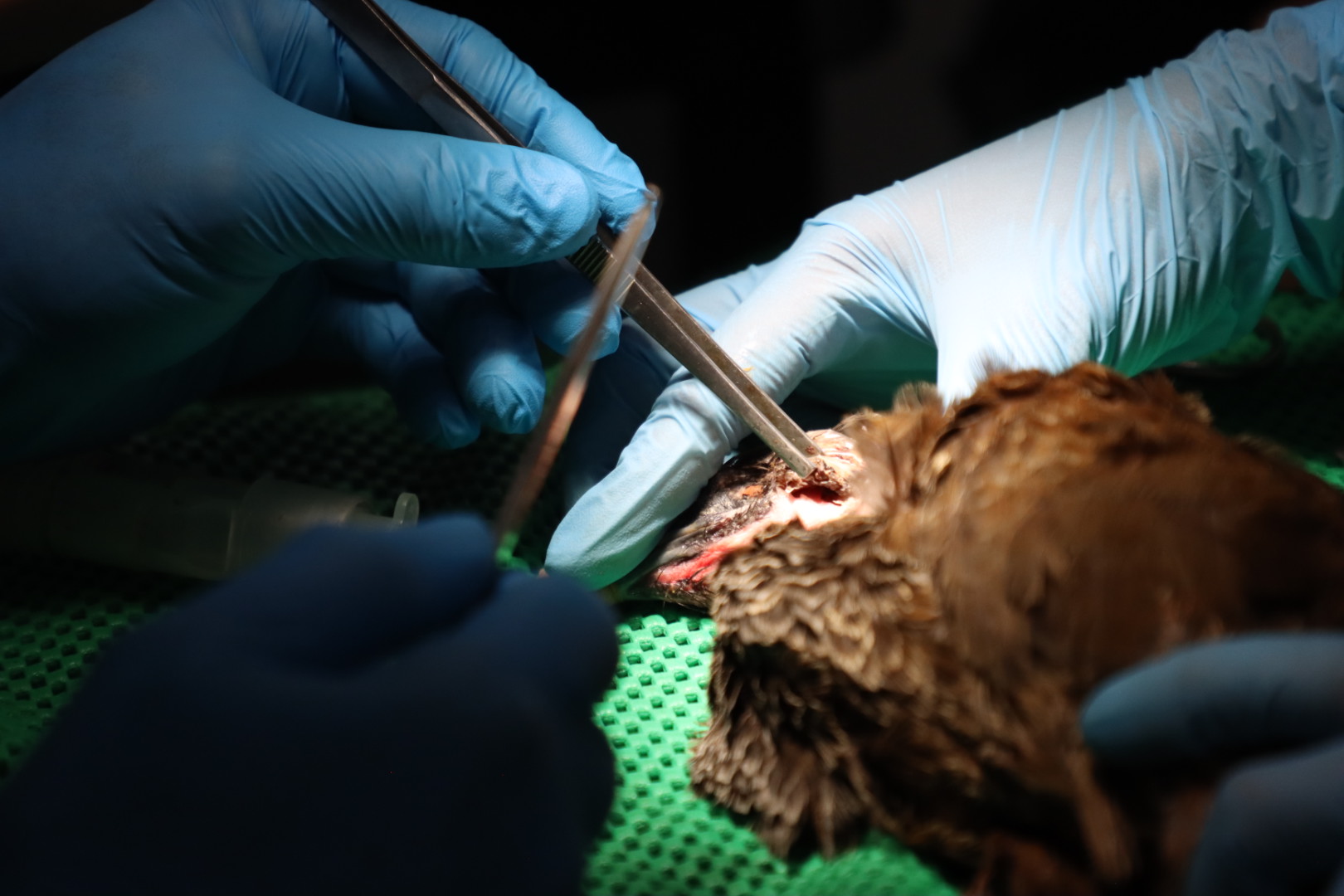 Delio Orjuela y su equipo de veterinarios operan la órbita izquierda infectada de una joven guacharaca que perdió un ojo. Cada día, hacen procedimientos para intentar salvar animales de decenas de especies que llegan maltratados o rescatados del tráfico. Foto: Santiago Wills