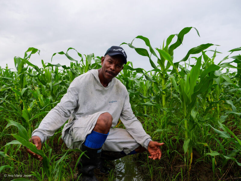 Narvaez entre matas de maíz y zanjas llenas de agua. Foto Ana María Jessie Serna