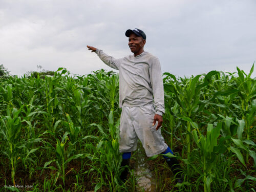 Wiliam Narvaez nos señala otro tramo de su siembra de maíz. Foto Ana María Jessie Serna.