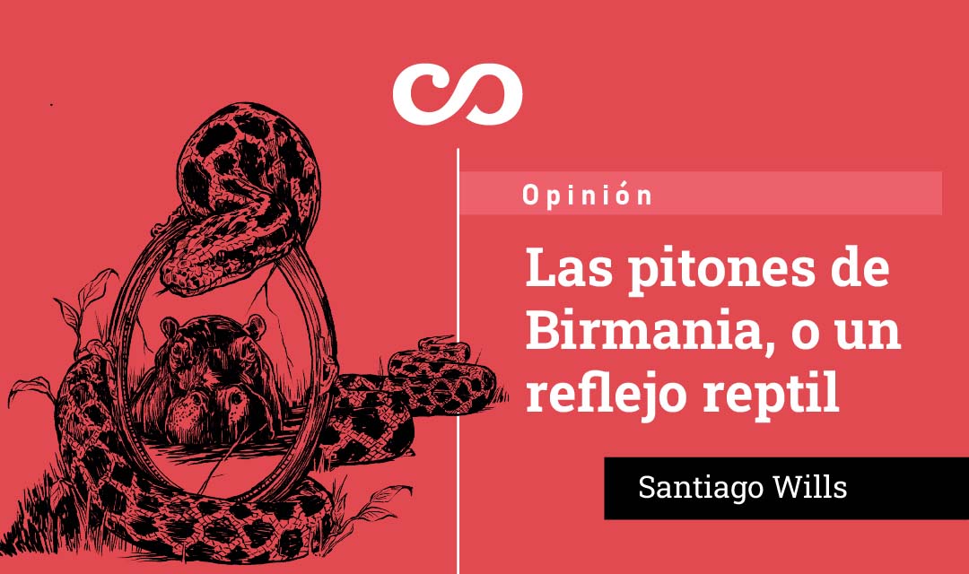Share Las pitones de Birmania, o un reflejo reptil